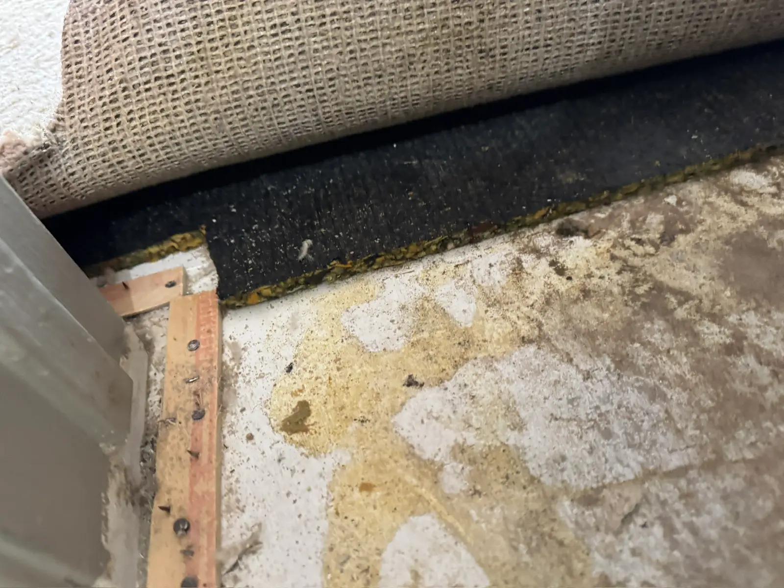 Carpet and pad water damage documentation 018 during Menifee water damage restoration project by PL Builders